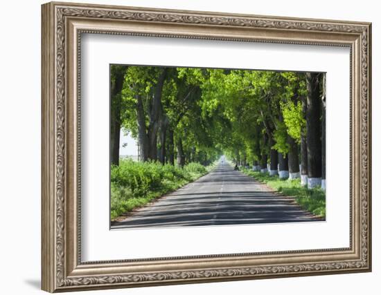 Romania, Danube River Delta, Salcioara, Country Road-Walter Bibikow-Framed Photographic Print