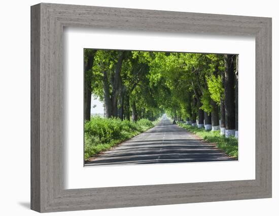 Romania, Danube River Delta, Salcioara, Country Road-Walter Bibikow-Framed Photographic Print