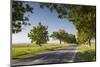 Romania, Danube River Delta, Tulcea, Country Road-Walter Bibikow-Mounted Photographic Print