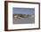 Romania, Danube River Delta, Tulcea, Danube River Waterfront-Walter Bibikow-Framed Photographic Print