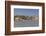 Romania, Danube River Delta, Tulcea, Danube River Waterfront-Walter Bibikow-Framed Photographic Print