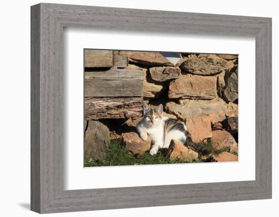 Romania, Maramures County, Dobricu Lapusului. Cat leaning against stone wall.-Emily Wilson-Framed Photographic Print