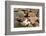 Romania, Maramures County, Dobricu Lapusului. Cat leaning against stone wall.-Emily Wilson-Framed Photographic Print