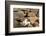 Romania, Maramures County, Dobricu Lapusului. Cat leaning against stone wall.-Emily Wilson-Framed Photographic Print