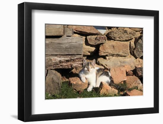 Romania, Maramures County, Dobricu Lapusului. Cat leaning against stone wall.-Emily Wilson-Framed Photographic Print