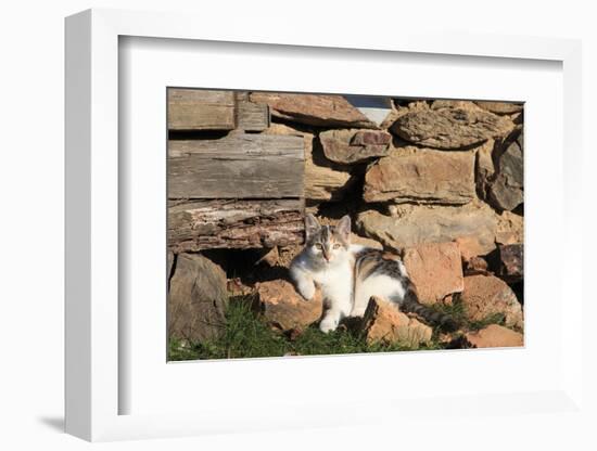 Romania, Maramures County, Dobricu Lapusului. Cat leaning against stone wall.-Emily Wilson-Framed Photographic Print