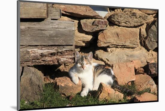 Romania, Maramures County, Dobricu Lapusului. Cat leaning against stone wall.-Emily Wilson-Mounted Photographic Print