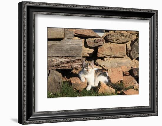 Romania, Maramures County, Dobricu Lapusului. Cat leaning against stone wall.-Emily Wilson-Framed Photographic Print