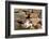 Romania, Maramures County, Dobricu Lapusului. Cat leaning against stone wall.-Emily Wilson-Framed Photographic Print