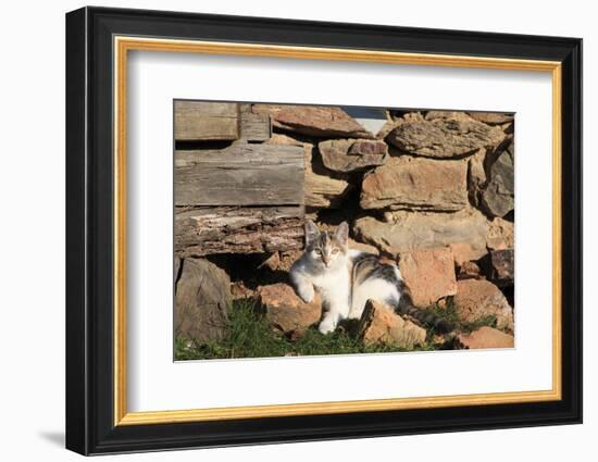 Romania, Maramures County, Dobricu Lapusului. Cat leaning against stone wall.-Emily Wilson-Framed Photographic Print