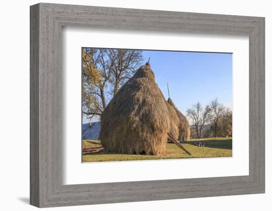 Romania, Maramures County, Dobricu Lapusului. Hay stacks.-Emily Wilson-Framed Photographic Print