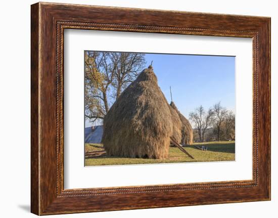 Romania, Maramures County, Dobricu Lapusului. Hay stacks.-Emily Wilson-Framed Photographic Print