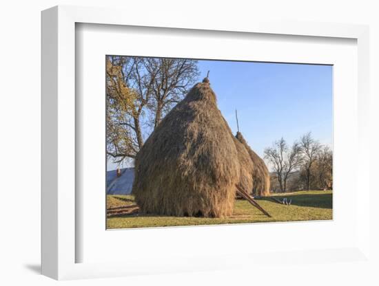 Romania, Maramures County, Dobricu Lapusului. Hay stacks.-Emily Wilson-Framed Photographic Print