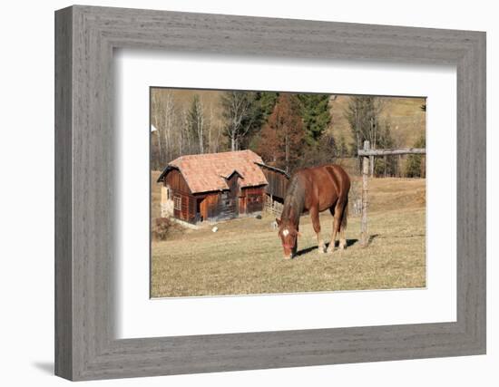 Romania, Transylvania, Carpathian Mountains, Piatra Craiului National Park. Horse-Emily Wilson-Framed Photographic Print