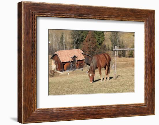 Romania, Transylvania, Carpathian Mountains, Piatra Craiului National Park. Horse-Emily Wilson-Framed Photographic Print