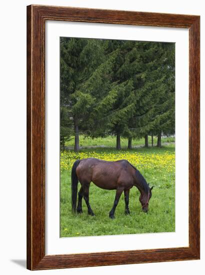 Romania, Transylvania, Tihuta Pass, Horse in Pasture-Walter Bibikow-Framed Photographic Print