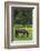 Romania, Transylvania, Tihuta Pass, Horse in Pasture-Walter Bibikow-Framed Photographic Print