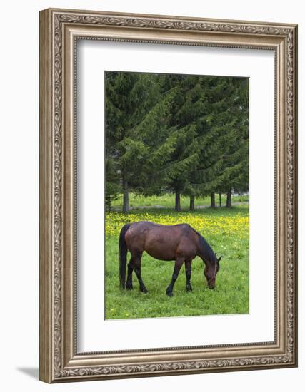 Romania, Transylvania, Tihuta Pass, Horse in Pasture-Walter Bibikow-Framed Photographic Print