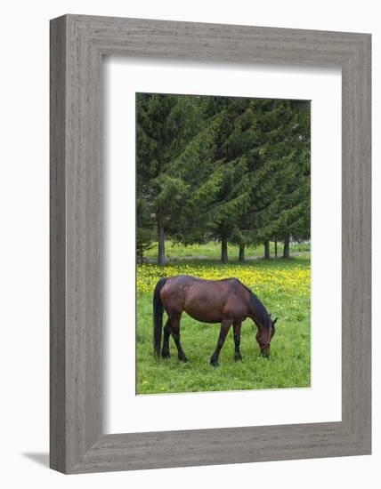 Romania, Transylvania, Tihuta Pass, Horse in Pasture-Walter Bibikow-Framed Photographic Print