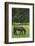 Romania, Transylvania, Tihuta Pass, Horse in Pasture-Walter Bibikow-Framed Photographic Print