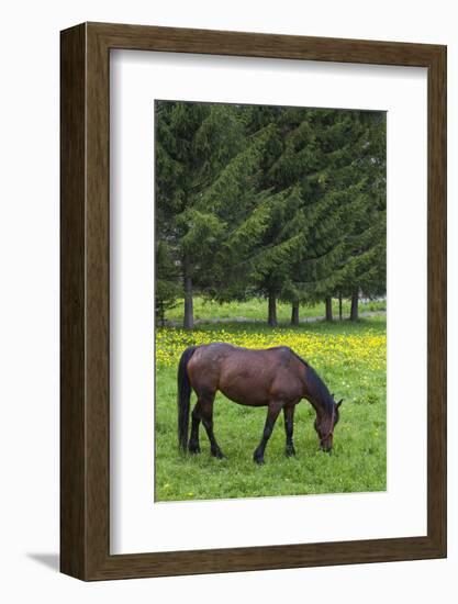 Romania, Transylvania, Tihuta Pass, Horse in Pasture-Walter Bibikow-Framed Photographic Print