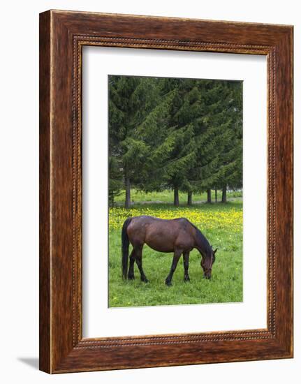 Romania, Transylvania, Tihuta Pass, Horse in Pasture-Walter Bibikow-Framed Photographic Print