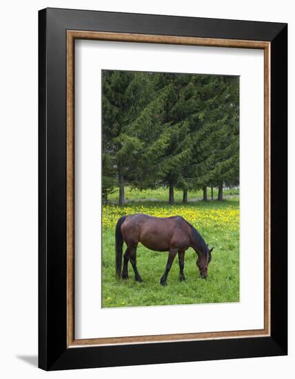 Romania, Transylvania, Tihuta Pass, Horse in Pasture-Walter Bibikow-Framed Photographic Print