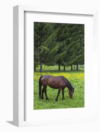 Romania, Transylvania, Tihuta Pass, Horse in Pasture-Walter Bibikow-Framed Photographic Print