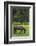 Romania, Transylvania, Tihuta Pass, Horse in Pasture-Walter Bibikow-Framed Photographic Print