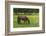 Romania, Transylvania, Tihuta Pass, Horse in Pasture-Walter Bibikow-Framed Photographic Print