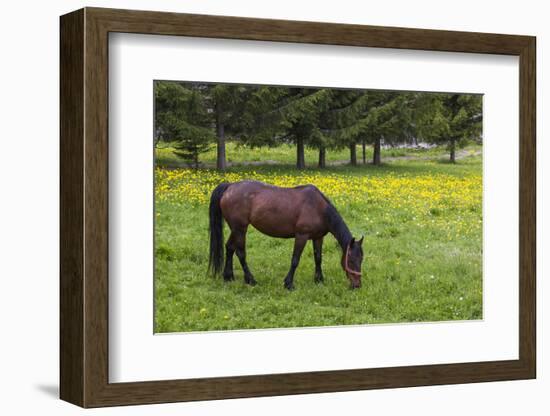 Romania, Transylvania, Tihuta Pass, Horse in Pasture-Walter Bibikow-Framed Photographic Print