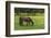 Romania, Transylvania, Tihuta Pass, Horse in Pasture-Walter Bibikow-Framed Photographic Print