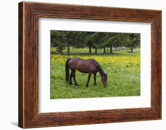 Romania, Transylvania, Tihuta Pass, Horse in Pasture-Walter Bibikow-Framed Photographic Print