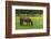 Romania, Transylvania, Tihuta Pass, Horse in Pasture-Walter Bibikow-Framed Photographic Print