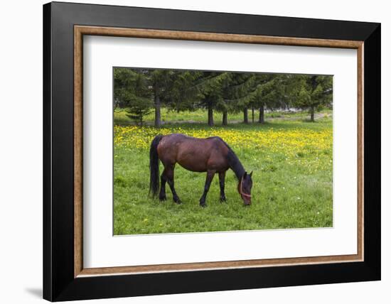 Romania, Transylvania, Tihuta Pass, Horse in Pasture-Walter Bibikow-Framed Photographic Print