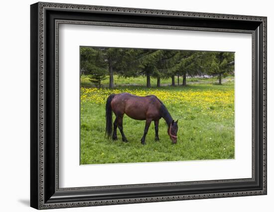 Romania, Transylvania, Tihuta Pass, Horse in Pasture-Walter Bibikow-Framed Photographic Print