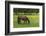 Romania, Transylvania, Tihuta Pass, Horse in Pasture-Walter Bibikow-Framed Photographic Print