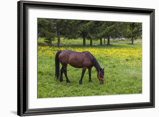 Romania, Transylvania, Tihuta Pass, Horse in Pasture-Walter Bibikow-Framed Photographic Print