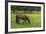 Romania, Transylvania, Tihuta Pass, Horse in Pasture-Walter Bibikow-Framed Photographic Print