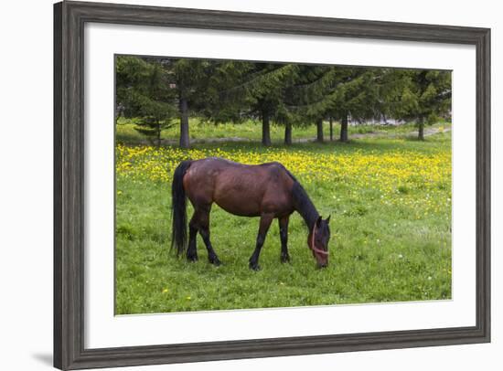 Romania, Transylvania, Tihuta Pass, Horse in Pasture-Walter Bibikow-Framed Photographic Print