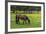 Romania, Transylvania, Tihuta Pass, Horse in Pasture-Walter Bibikow-Framed Photographic Print