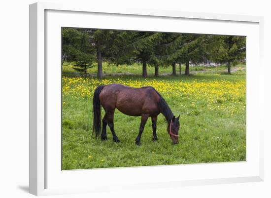 Romania, Transylvania, Tihuta Pass, Horse in Pasture-Walter Bibikow-Framed Photographic Print