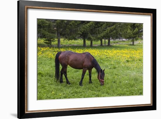 Romania, Transylvania, Tihuta Pass, Horse in Pasture-Walter Bibikow-Framed Photographic Print