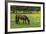 Romania, Transylvania, Tihuta Pass, Horse in Pasture-Walter Bibikow-Framed Photographic Print