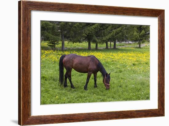 Romania, Transylvania, Tihuta Pass, Horse in Pasture-Walter Bibikow-Framed Photographic Print