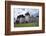 Romania, Transylvania, Viscri. the Fortified Saxon Church in the Village of Viscri.-Katie Garrod-Framed Photographic Print