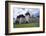 Romania, Transylvania, Viscri. the Fortified Saxon Church in the Village of Viscri.-Katie Garrod-Framed Photographic Print