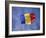 Romanian National Flag, Romania-Dave Bartruff-Framed Photographic Print