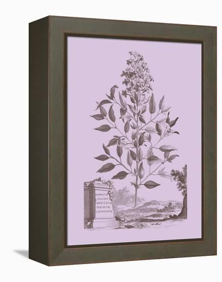 Romantic Jasmine-Vision Studio-Framed Stretched Canvas