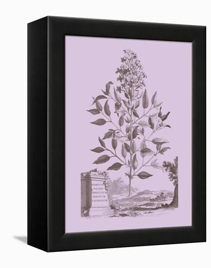 Romantic Jasmine-Vision Studio-Framed Stretched Canvas